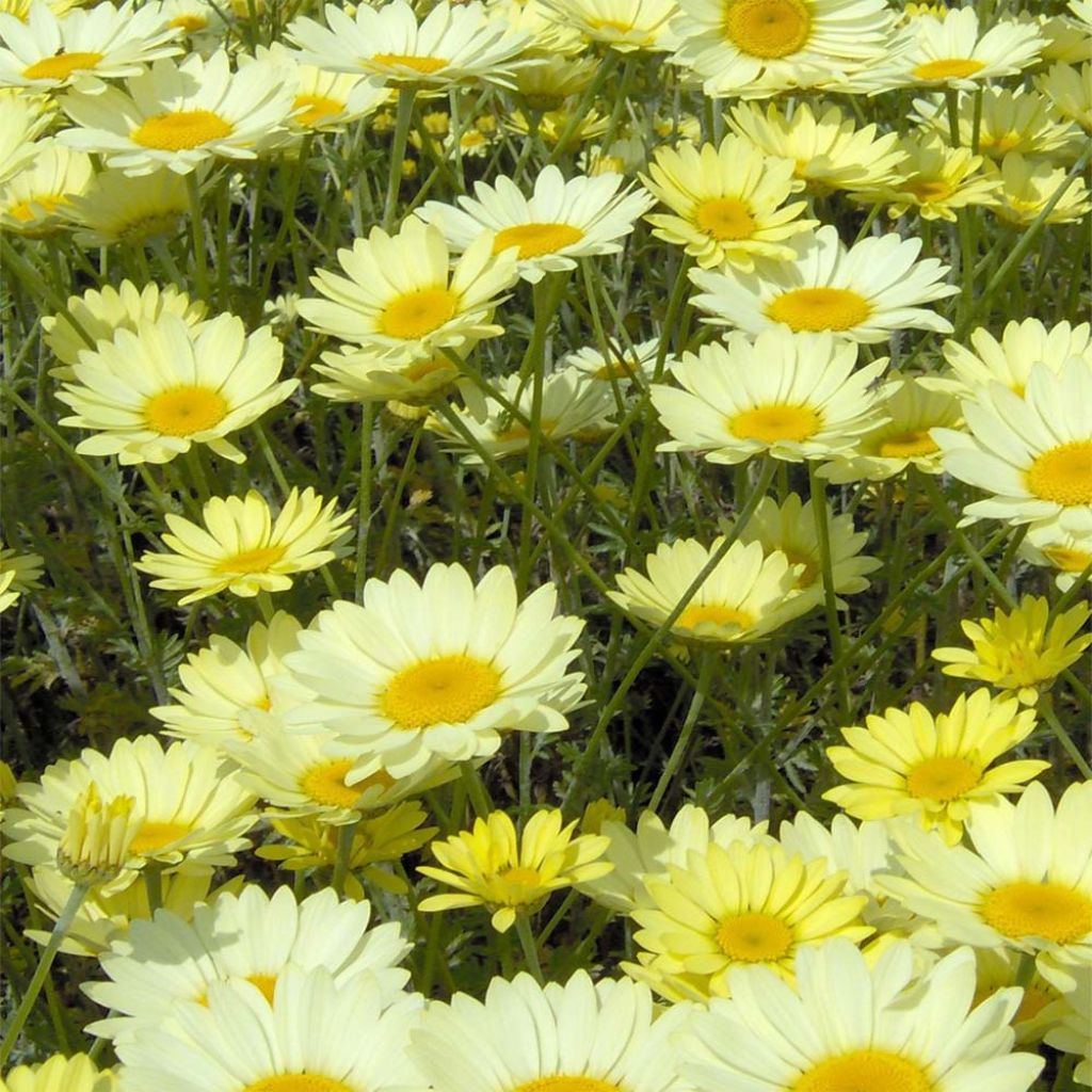 Anthemis tinctoria E.C. Buxton - Fausse Camomille