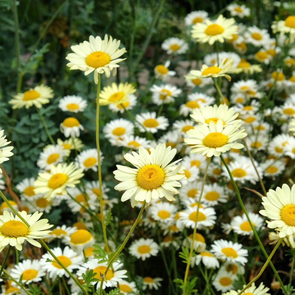 Anthemis tinctoria Sauce Hollandaise - Marguerite