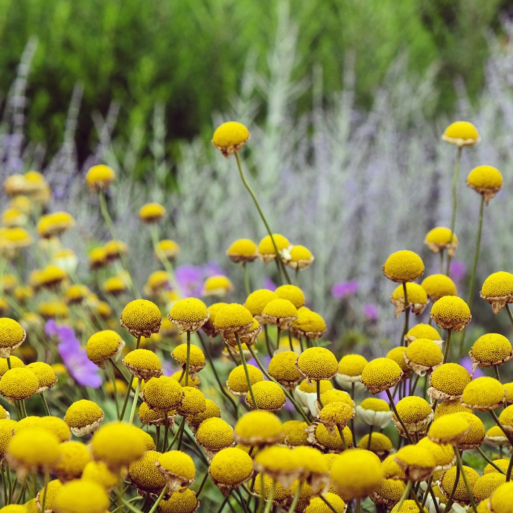 Anthemis tinctoria Sauce Hollandaise - Marguerite