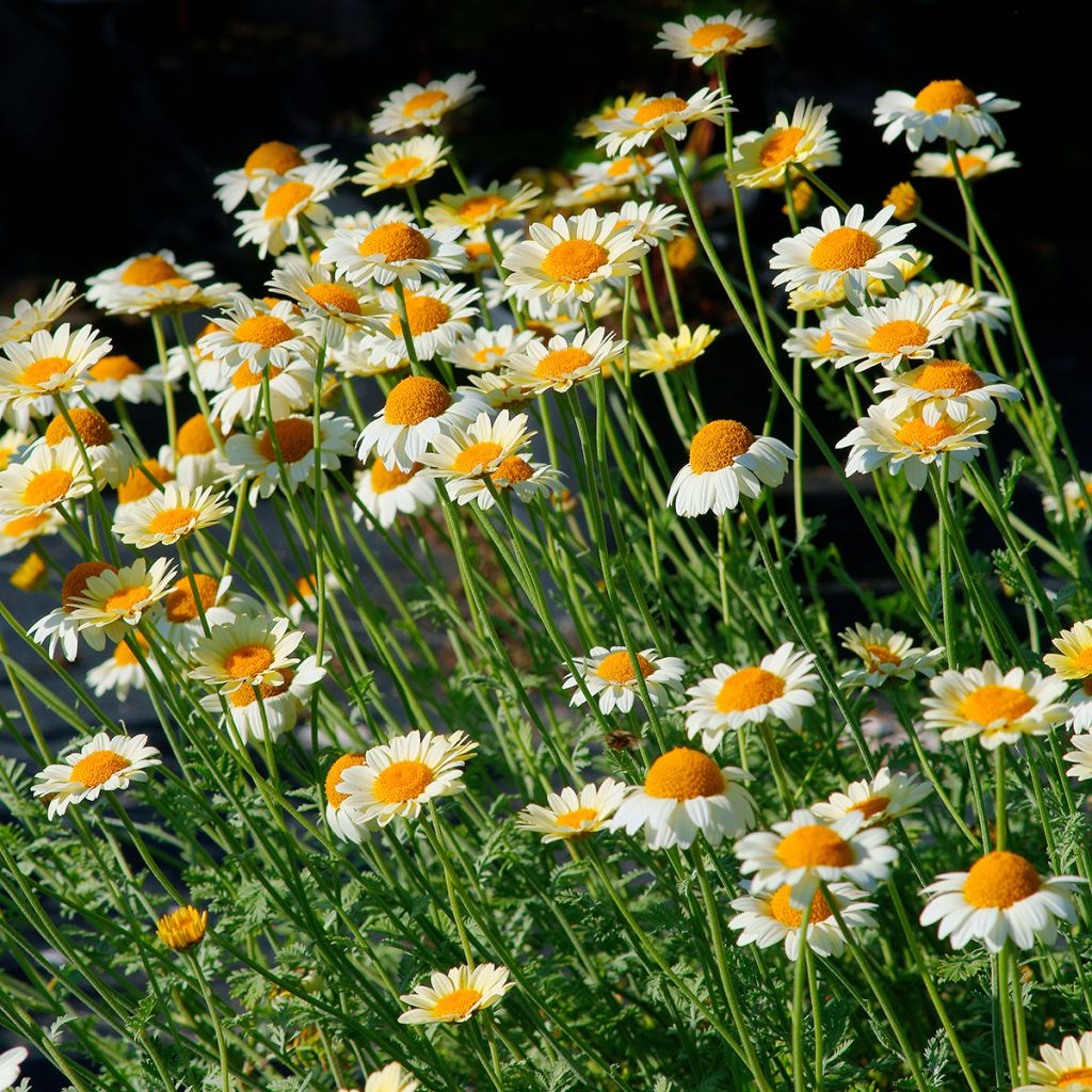 Anthemis tinctoria Sauce Hollandaise - Marguerite