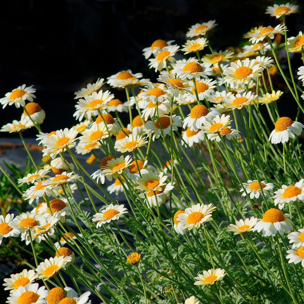 Anthemis tinctoria Sauce Hollandaise - Marguerite