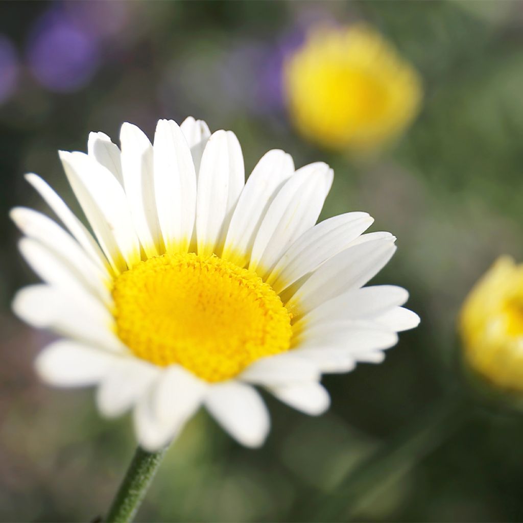 Anthemis tinctoria Sauce Hollandaise - Marguerite