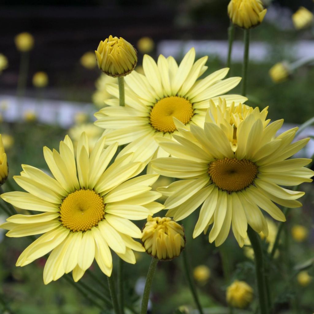 Anthemis tinctoria Wargrave Variety - Camomille des teinturiers 