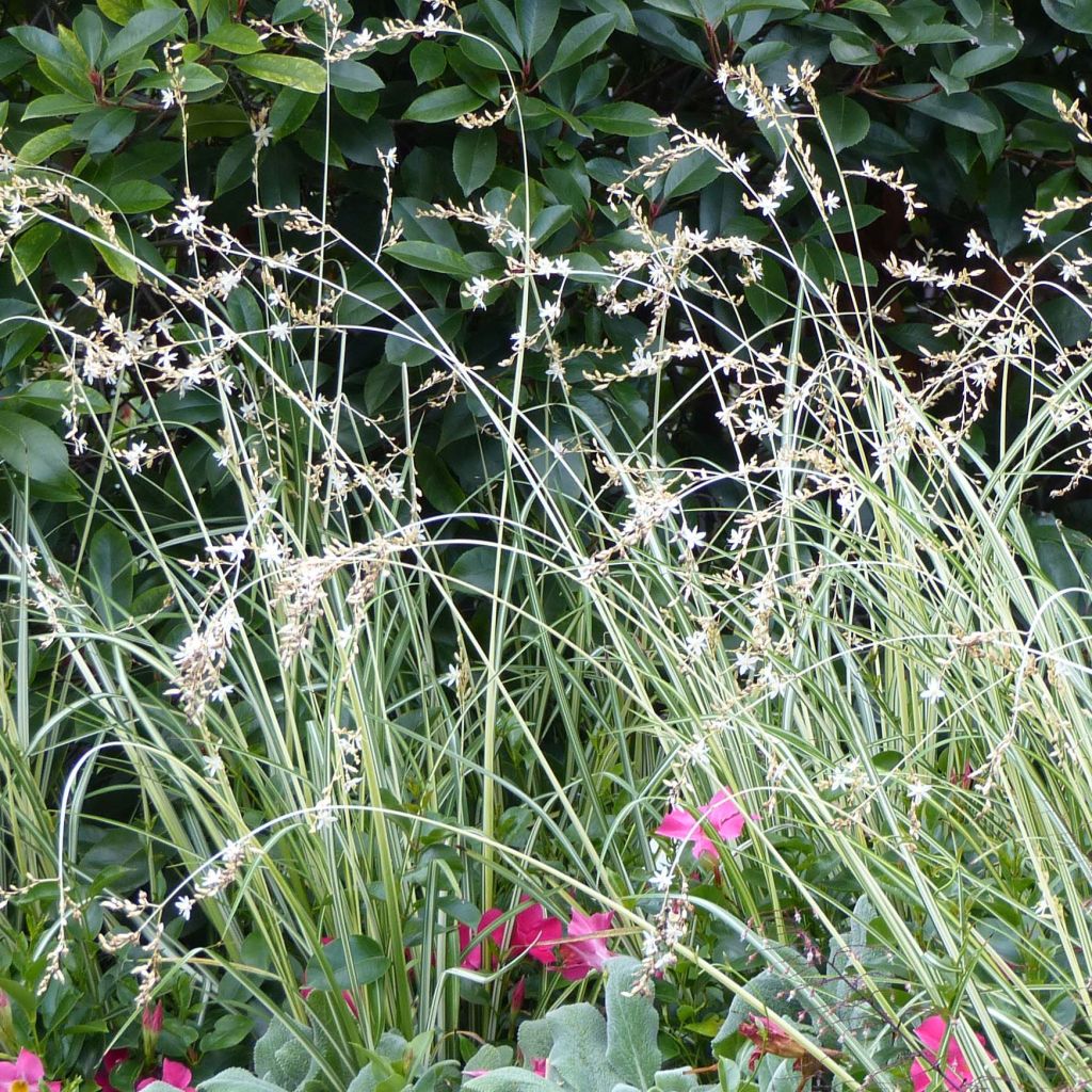 Anthericum saundersiae Starlight
