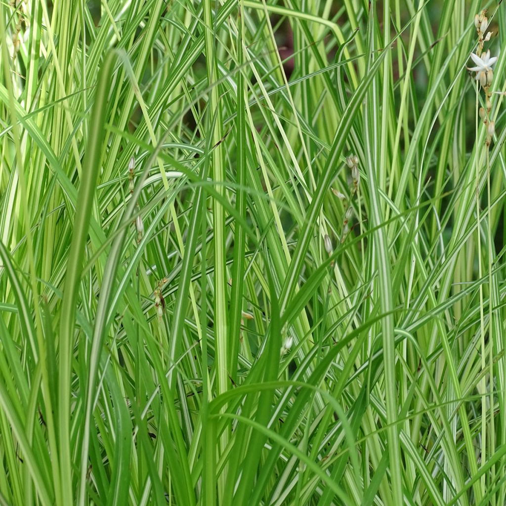 Anthericum saundersiae Starlight