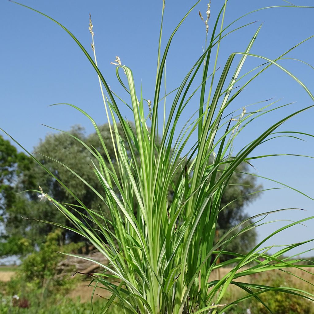Anthericum saundersiae Starlight