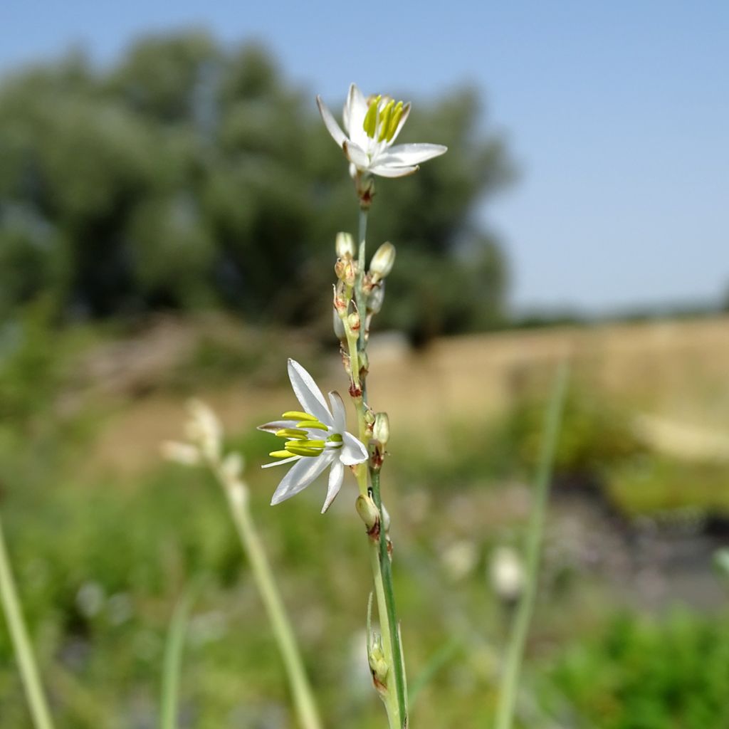 Anthericum  saundersiae Starlight - Chlorophytum panaché