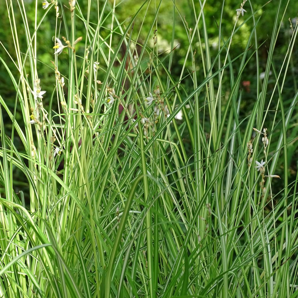 Anthericum saundersiae Starlight