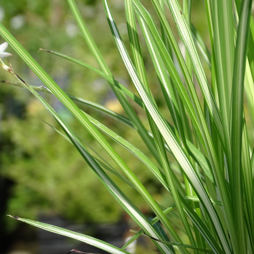 Anthericum saundersiae Starlight