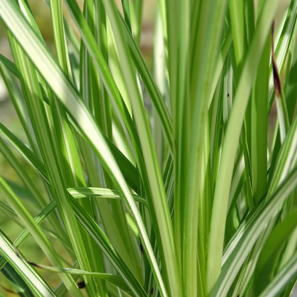 Anthericum saundersiae Starlight