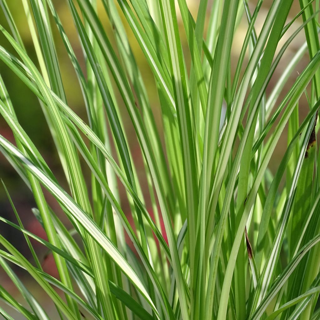 Anthericum saundersiae Starlight
