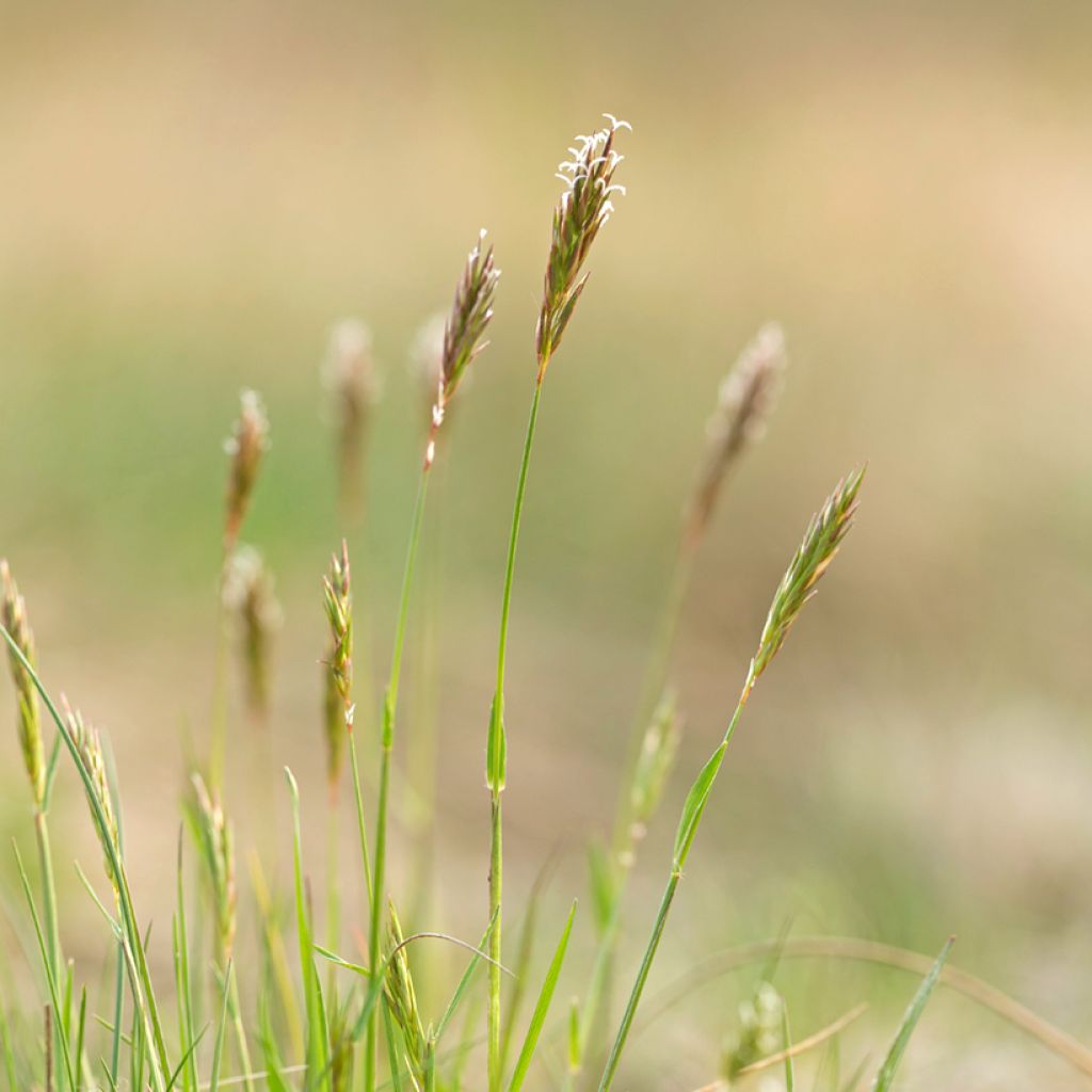 Anthoxanthum odoratum - Flouve odorante