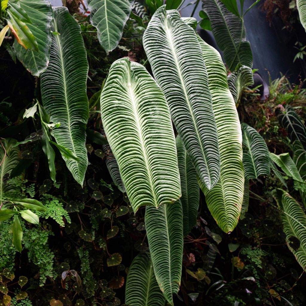 Anthurium veitchii Narrow - - Flamingo flower