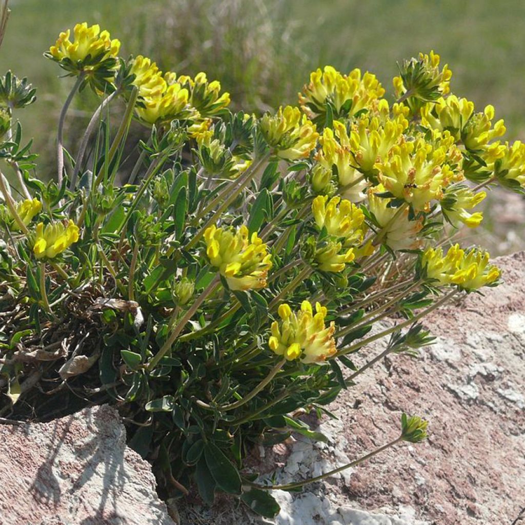 Anthyllis vulneraria