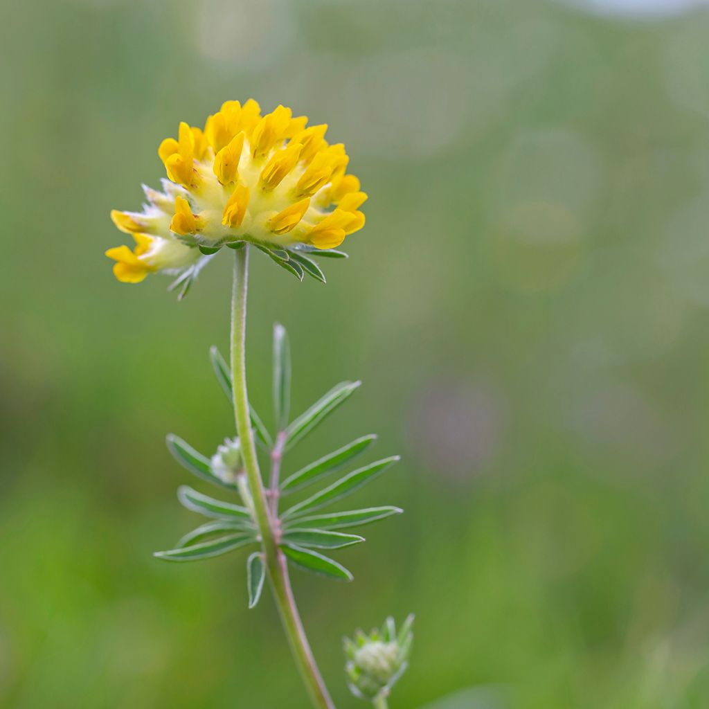 Anthyllis vulneraria