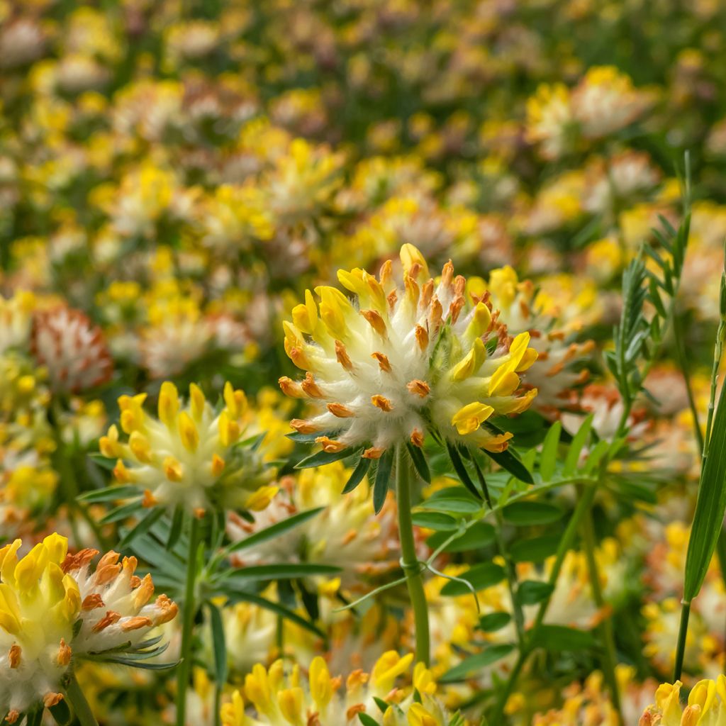 Anthyllis vulneraria