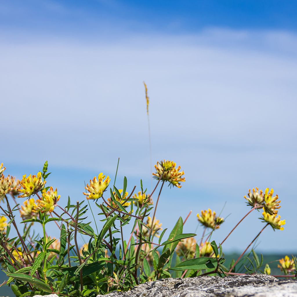 Anthyllis vulneraria