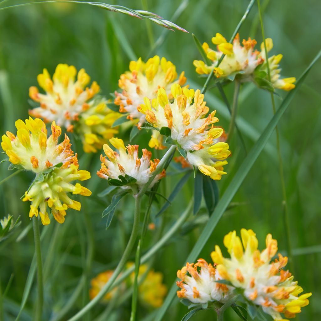 Anthyllis vulneraria