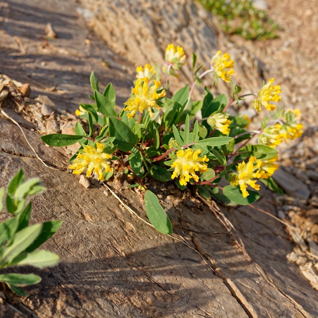 Anthyllis vulneraria