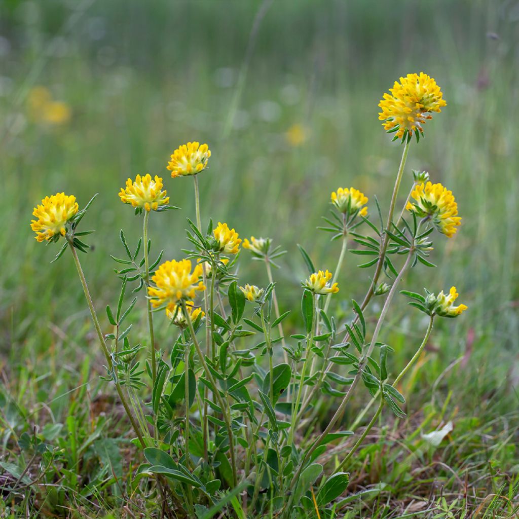 Anthyllis vulneraria