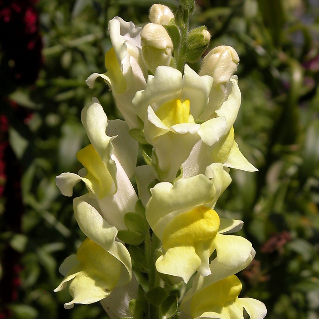 Antirrhinum braun-blanquetii
