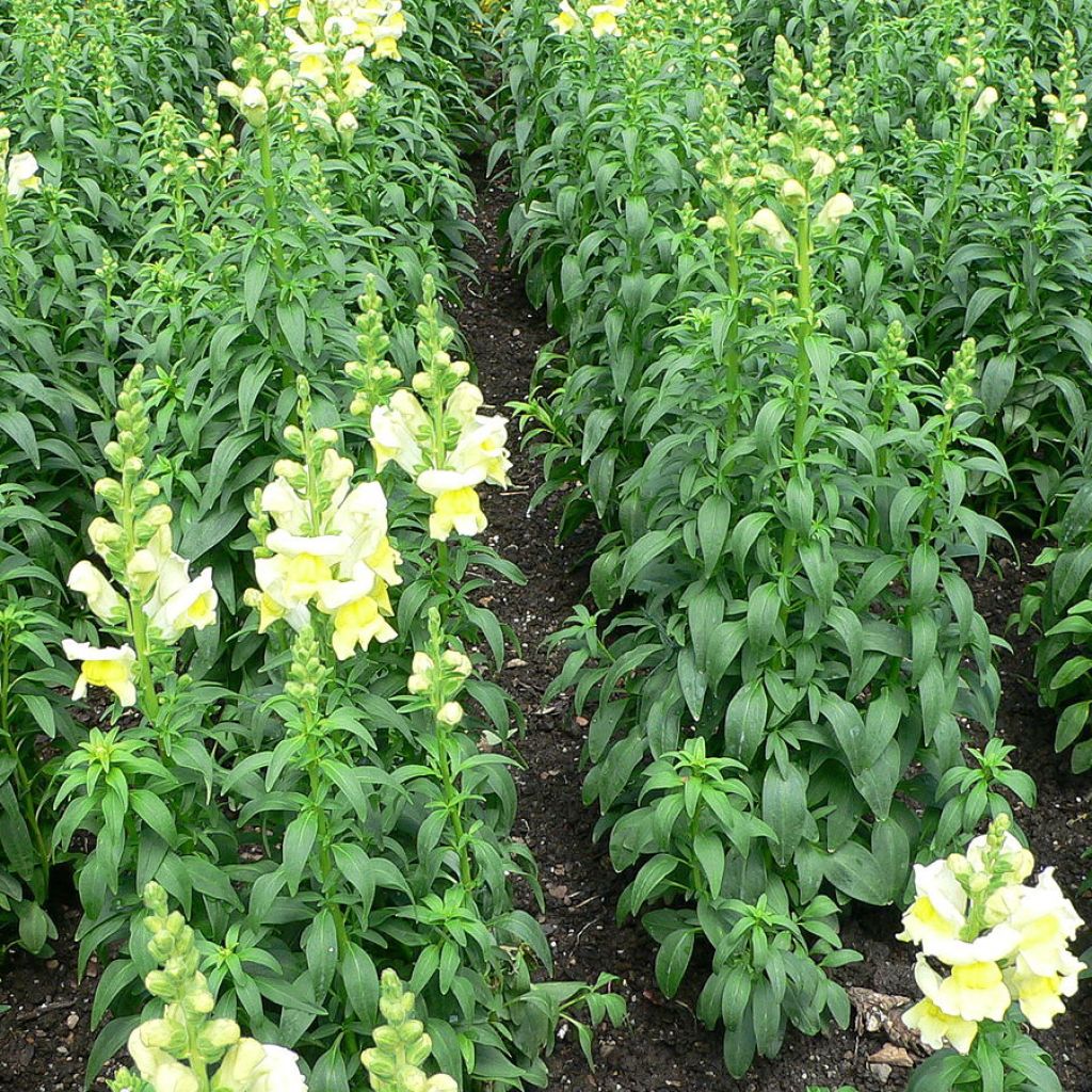 Antirrhinum braun-blanquetii, Muflier