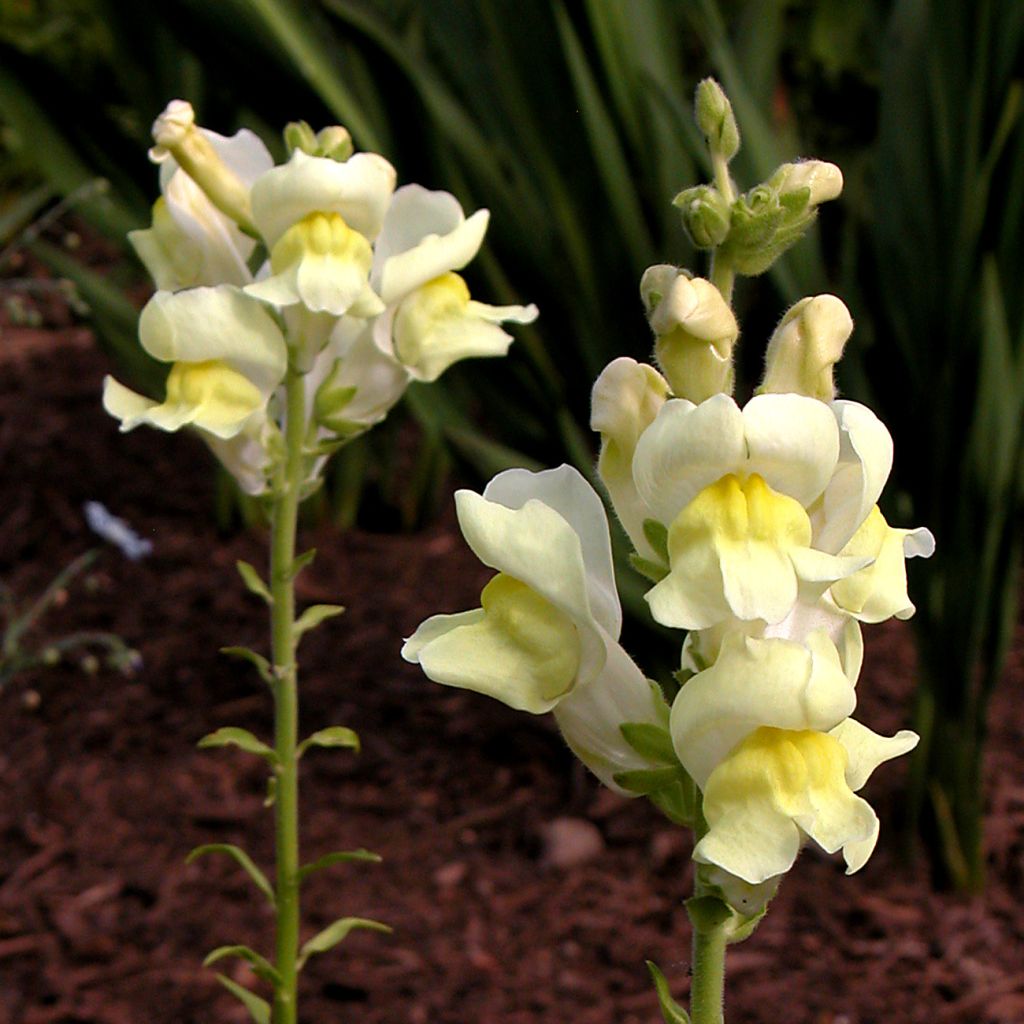 Antirrhinum braun-blanquetii