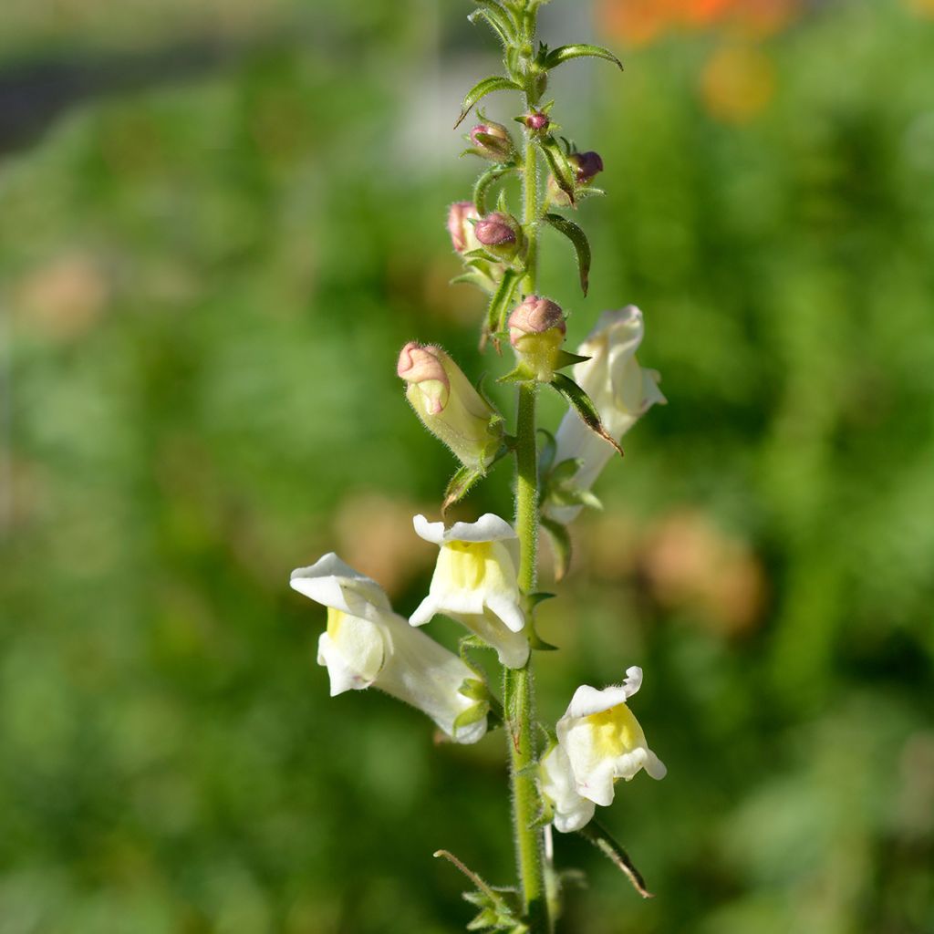 Antirrhinum braun-blanquetii