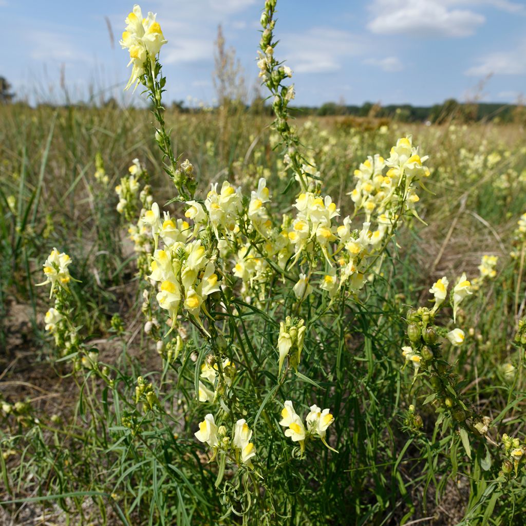 Antirrhinum braun-blanquetii