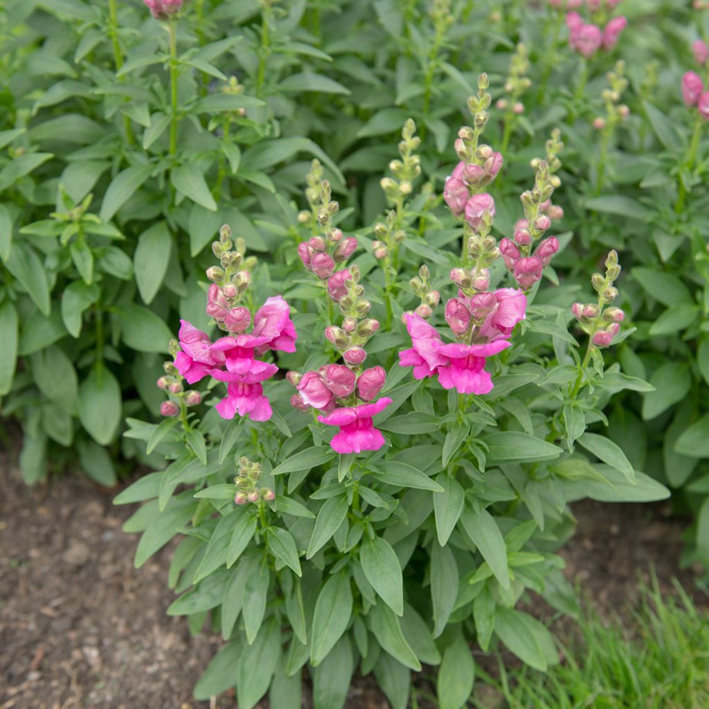 Antirrhinum majus Pretty in Pink