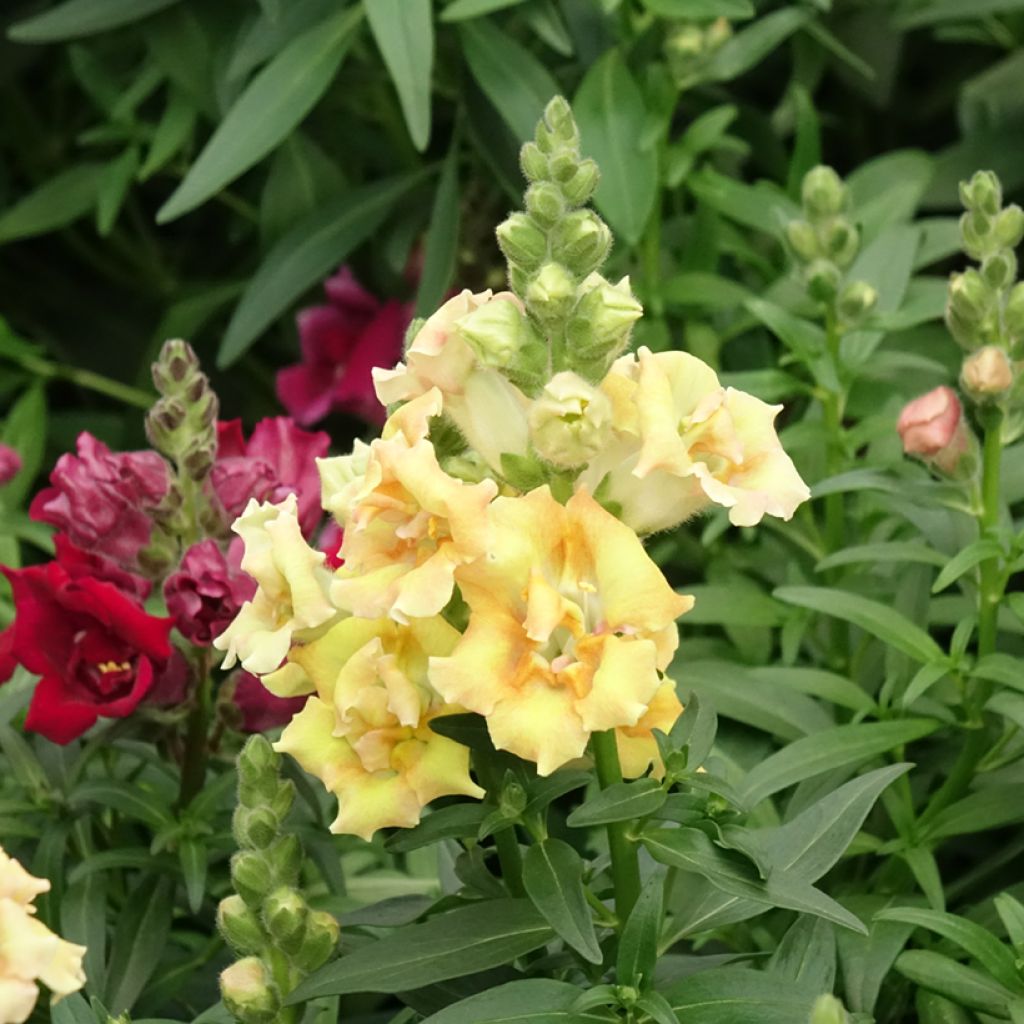 Antirrhinum majus Sweet Duet Citrus - Snapdragon