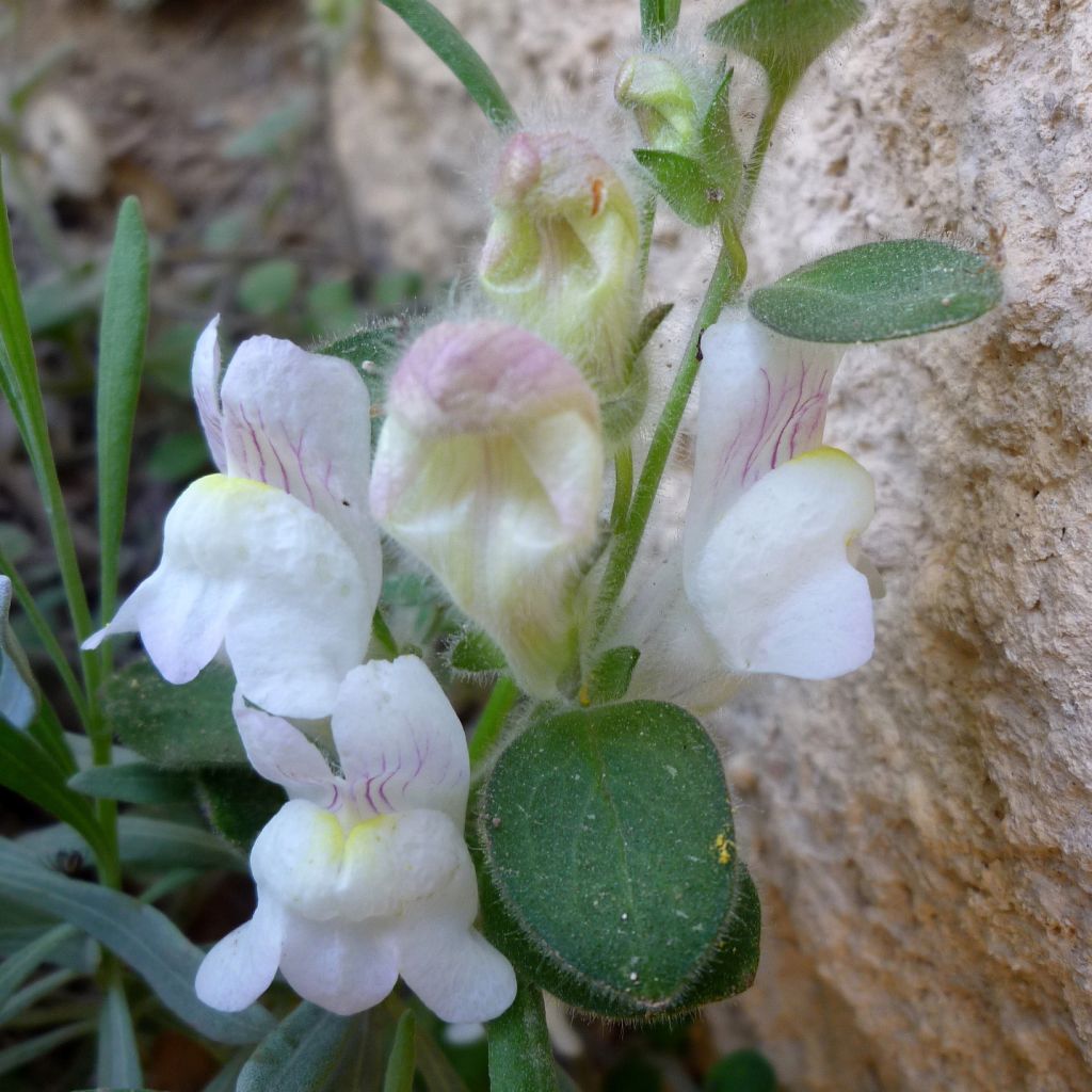 Antirrhinum molle, Muflier