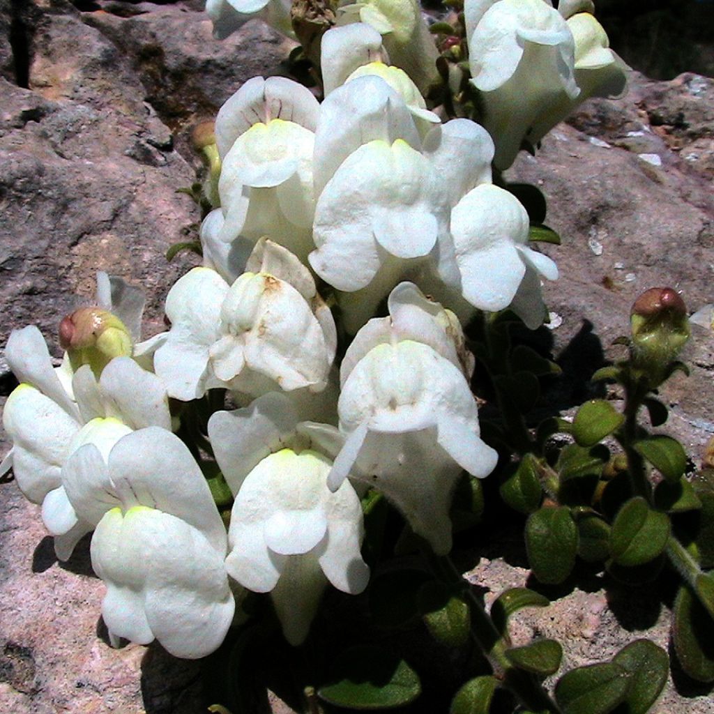 Antirrhinum molle