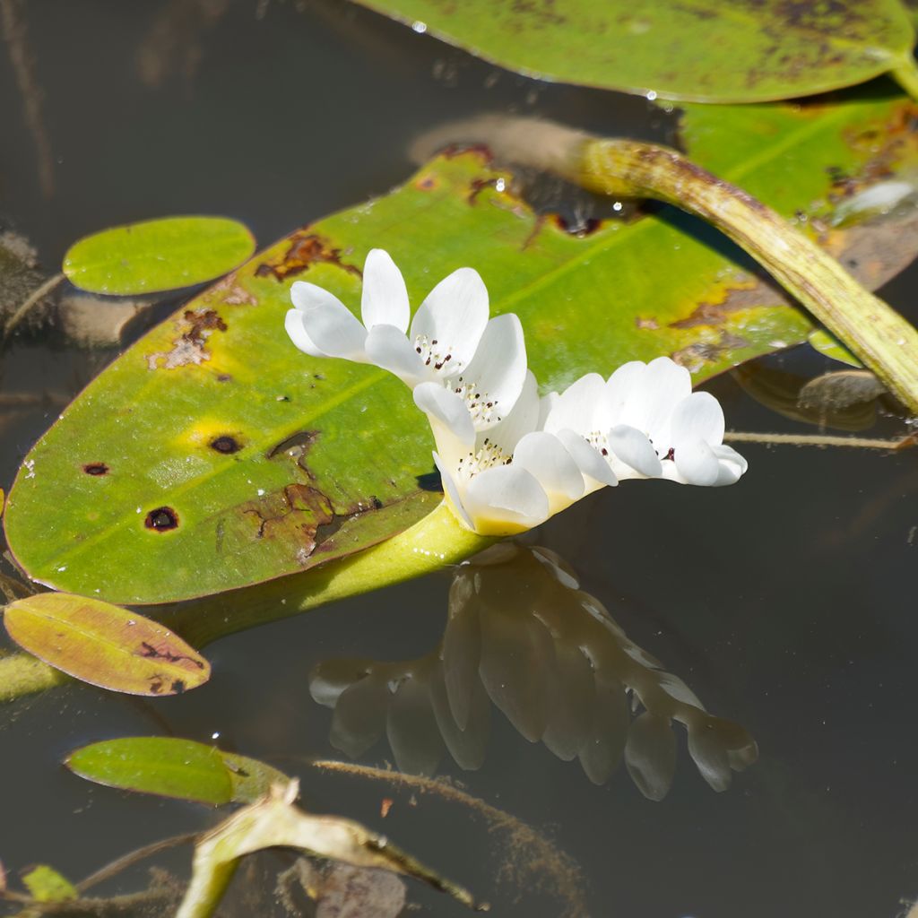 Aponogeton distachyos