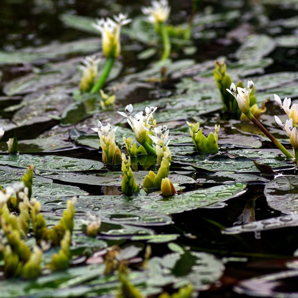 Aponogeton distachyos