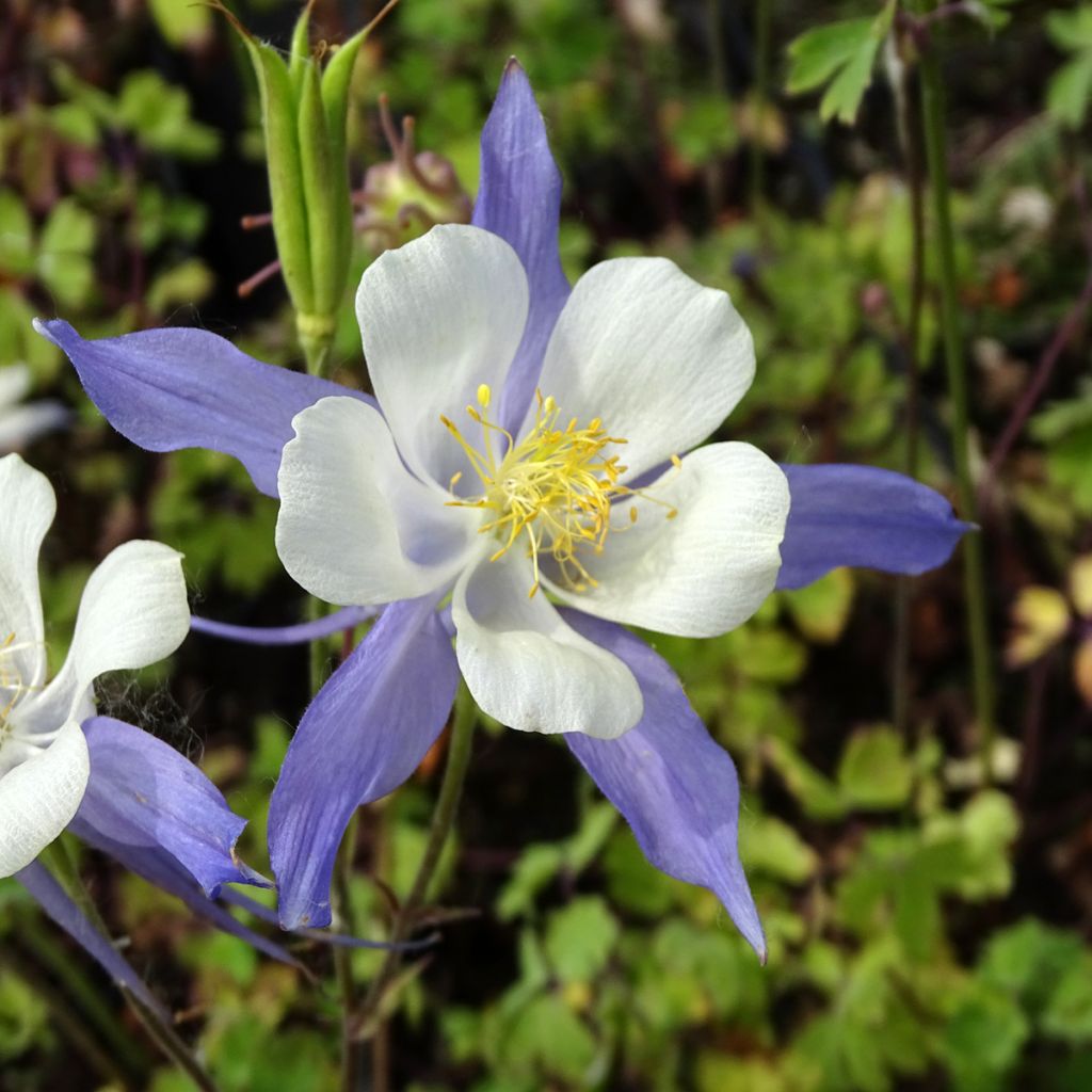 Ancolie Mrs M. Nicholls - Aquilegia (x) hybrida