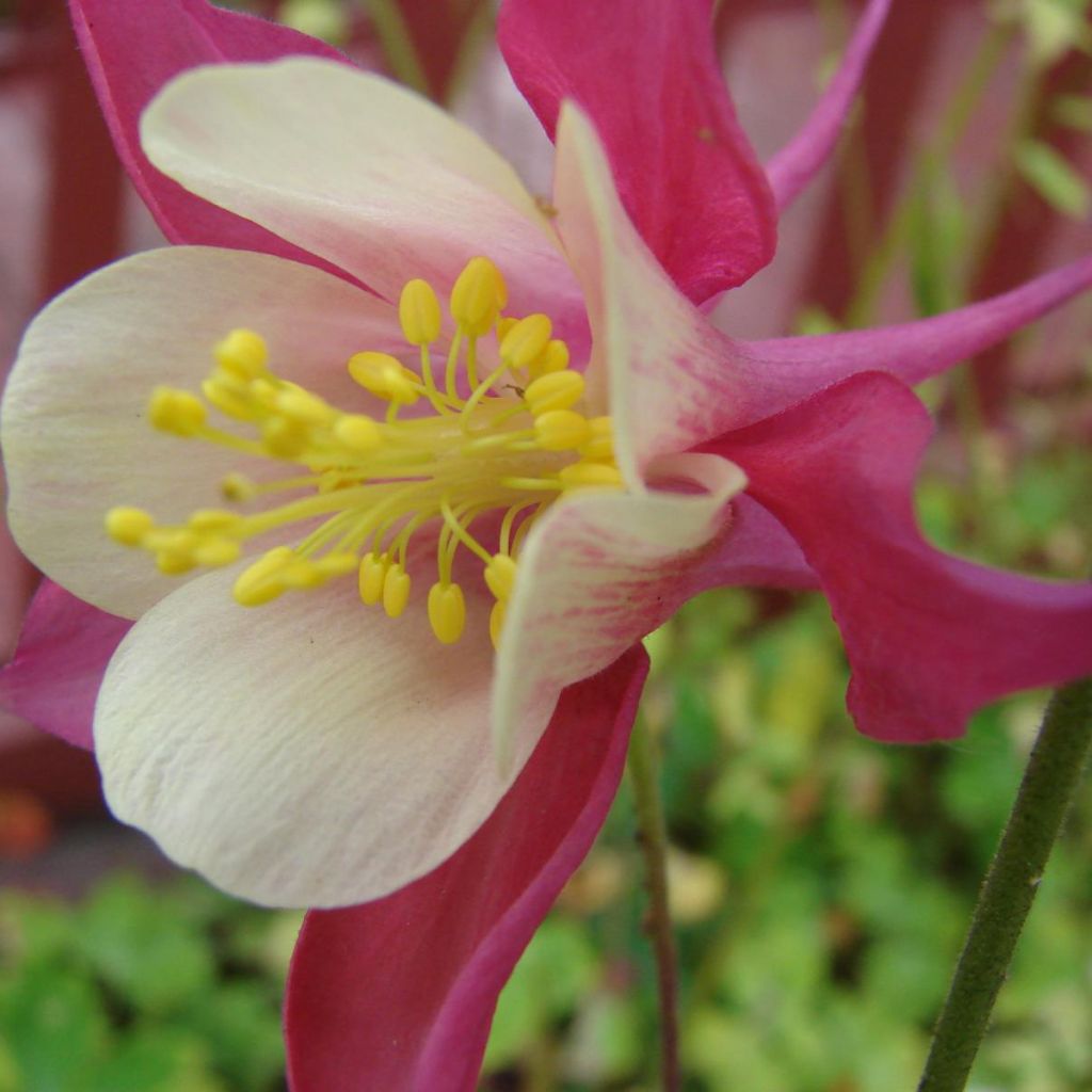 Aquilegia Songbird Series Cardinal - Columbine