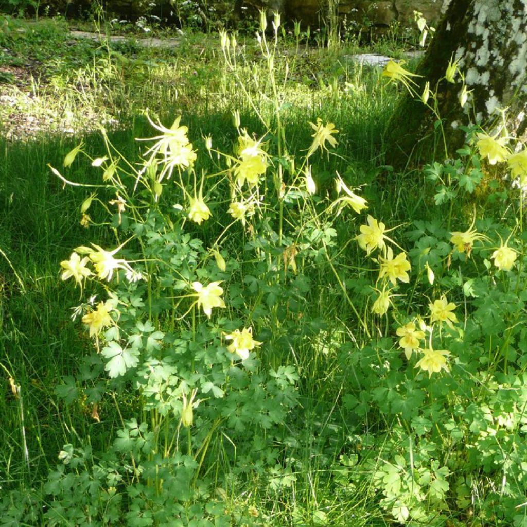 Ancolie, Aquilegia Songbird Series Goldfinch