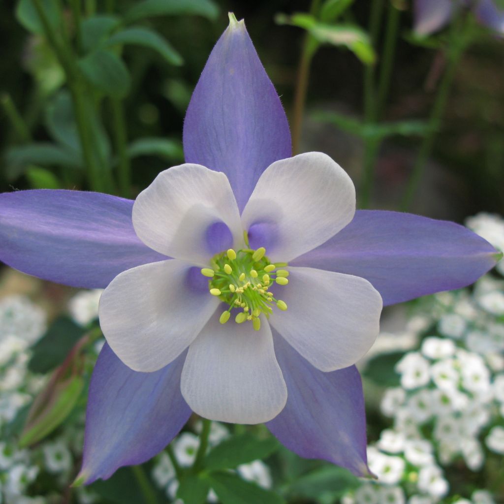 Ancolie, Aquilegia Songbird Series Blue Jay