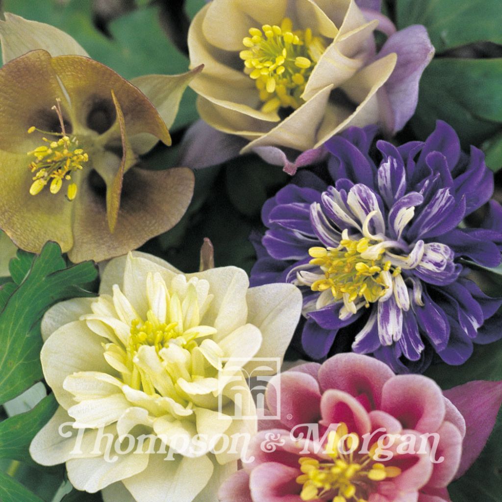 Aquilegia Sweet Rainbows- Columbine Seeds