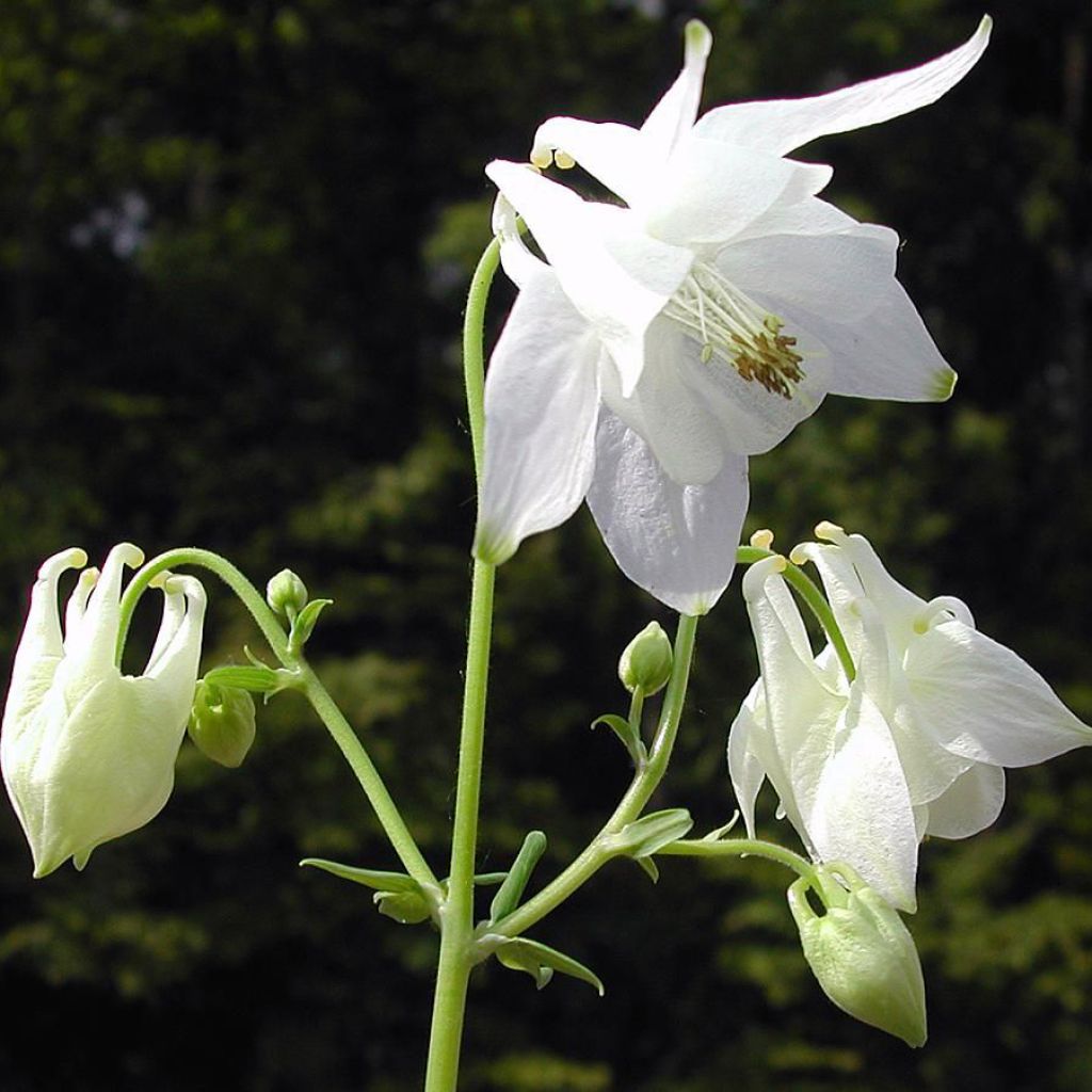 Ancolie, Aquilegia caerulea Kristall