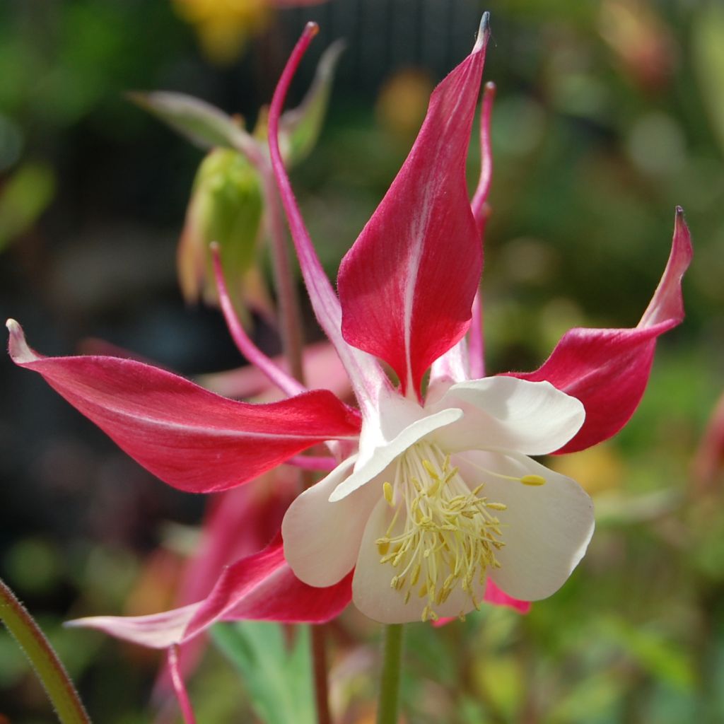 Ancolie, Aquilegia caerulea Rose Queen