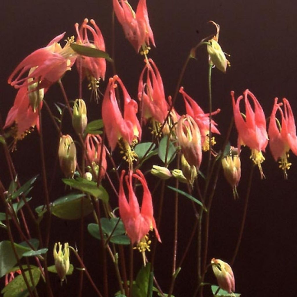 Ancolie du Canada, Aquilegia canadensis Little Lanterns