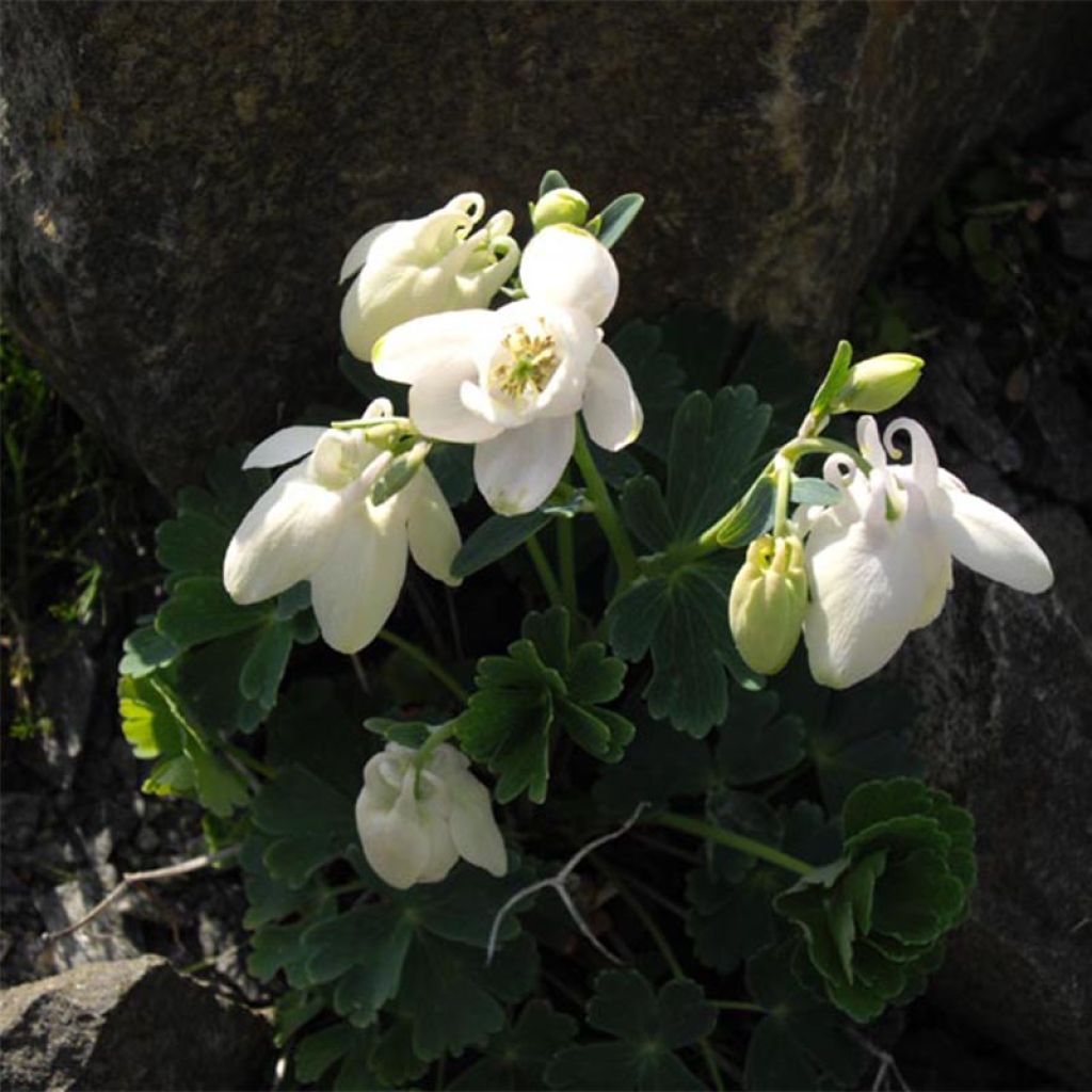 Ancolie, Aquilegia flabellata var. pumila alba