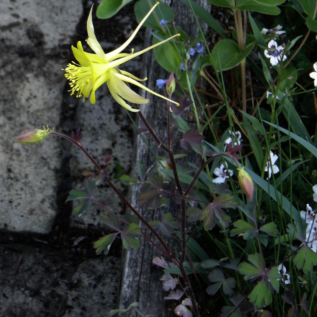 Ancolie, Aquilegia longissima