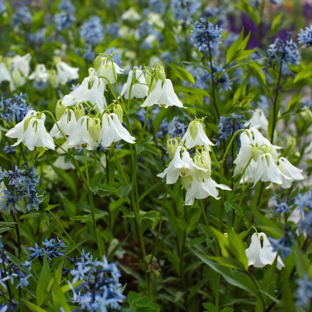 Aquilegia vulgaris Munstead White - Columbine