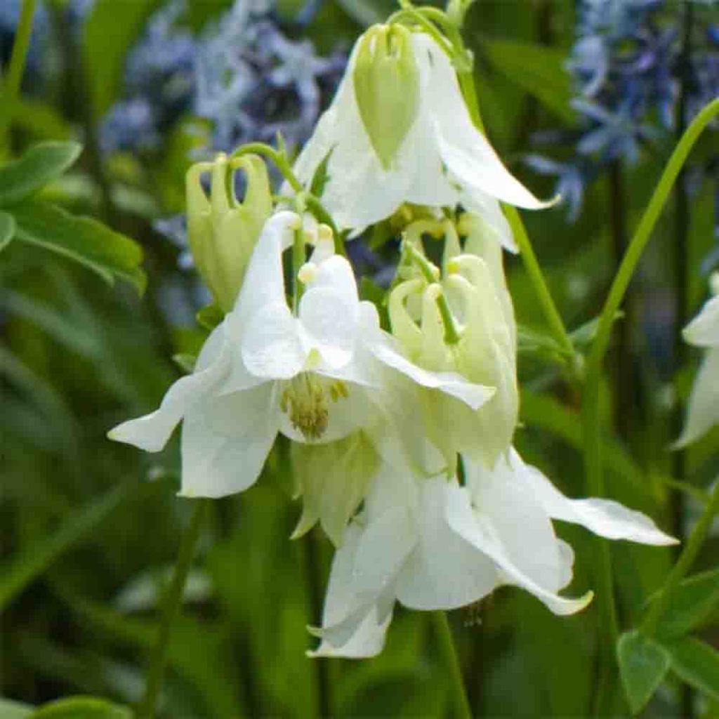 Aquilegia vulgaris Munstead White - Columbine