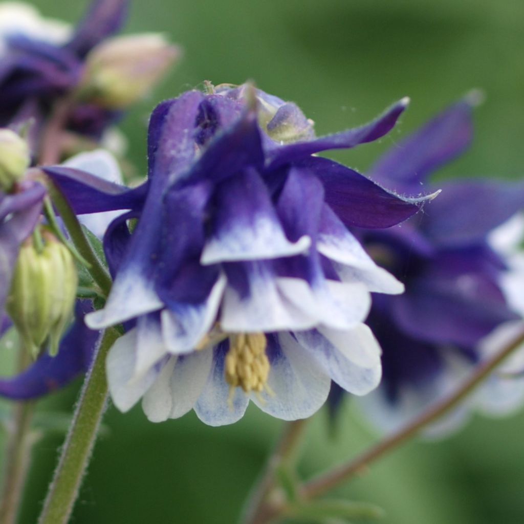 Ancolie, Aquilegia vulgaris Winkey Blue White