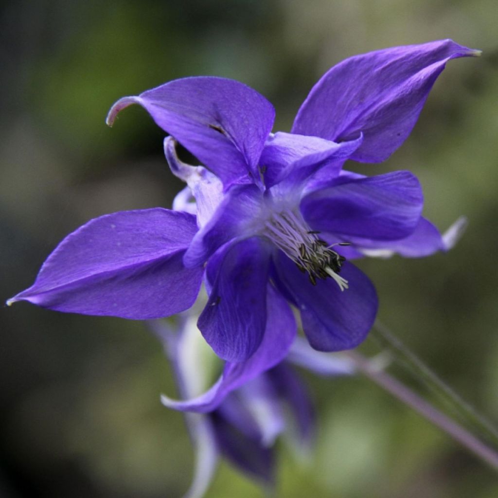 Ancolie - Aquilegia vulgaris