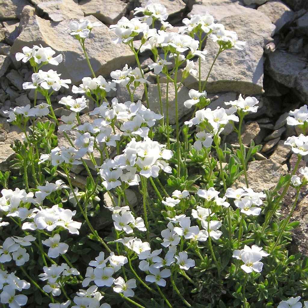 Arabis Ferdinandi Coburgi